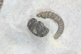 Multiple Devonian Ammonites (Anetoceras) on Rock - Morocco #87255-2